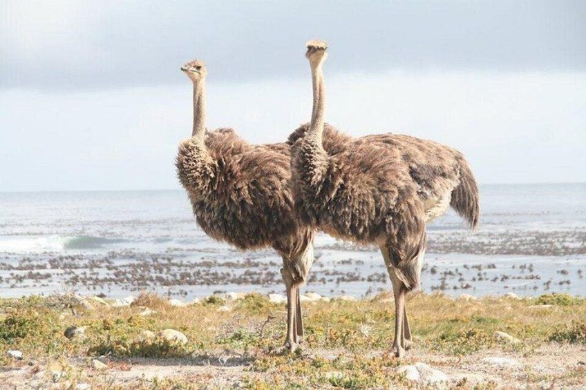 #1 Boulders Penguins & Cape Point Full Day Tour with Pickup 2