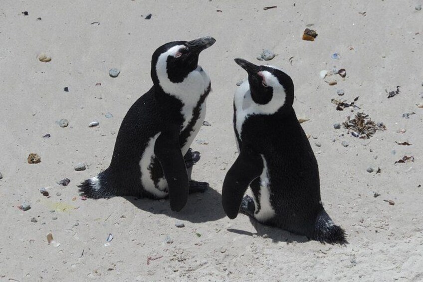 Two African penguins soaking in the sun at Boulders Beach in Cape Town 2