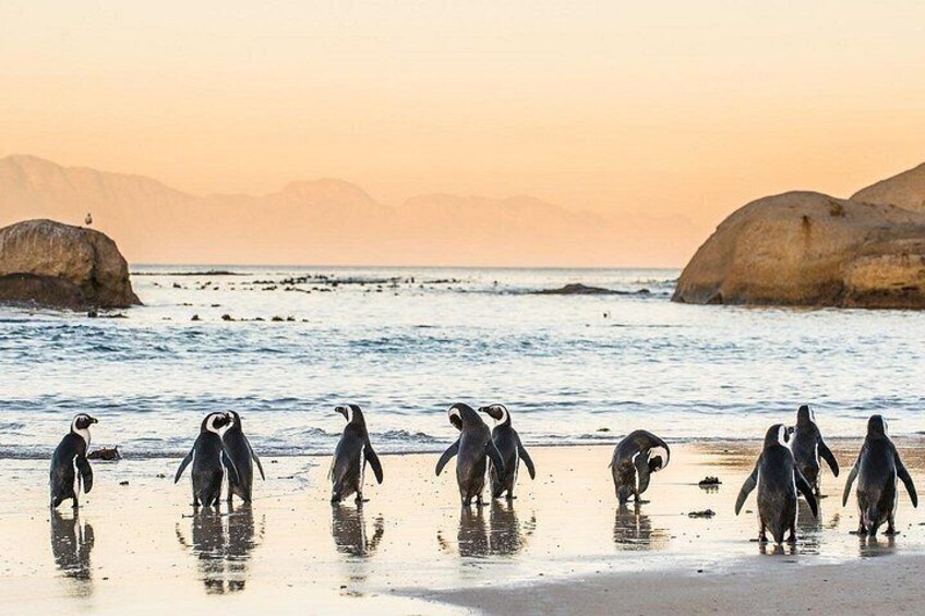A group of penguins at Boulders Beach 4