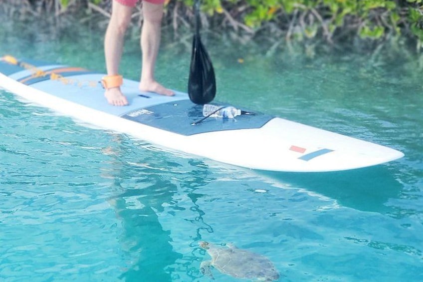 Turtle Eco Tour on Stand-Up Paddleboards or Kayaks into the National Marine Park 2