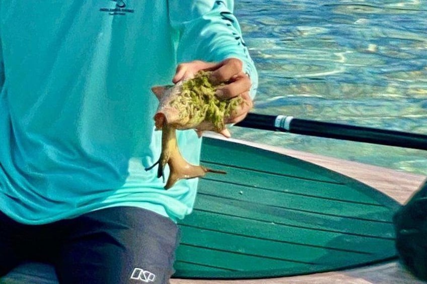 Turtle Eco Tour on Stand-Up Paddleboards or Kayaks into the National Marine Park 5