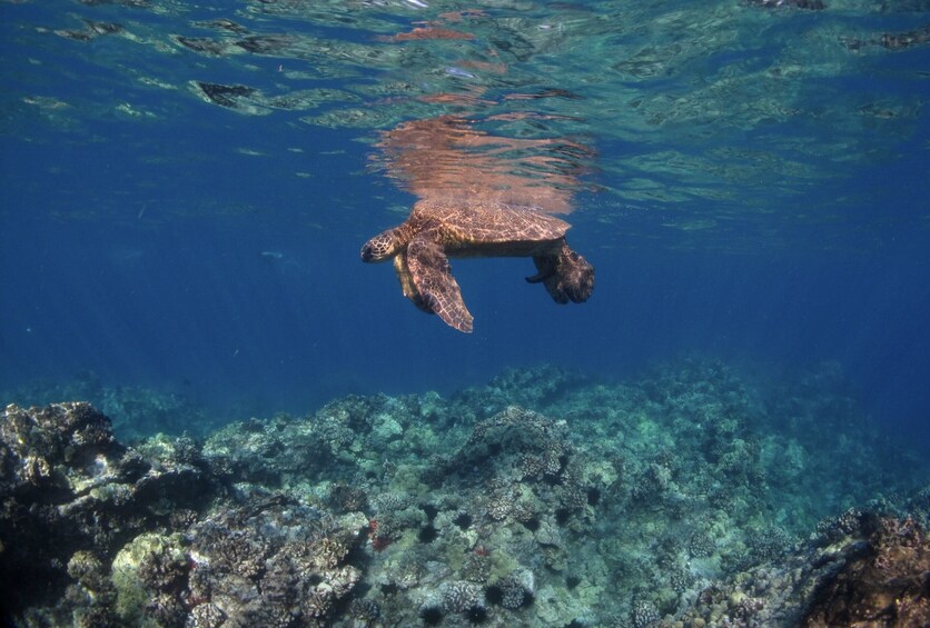 Una tortuga marina nadando bajo el agua cerca de un arrecife de coral. 1