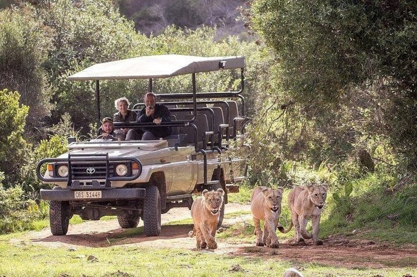A safari vehicle with people and lions on a dirt path. 1