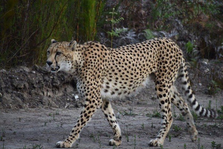 A cheetah walking on a dirt path with sparse vegetation in the background. 5