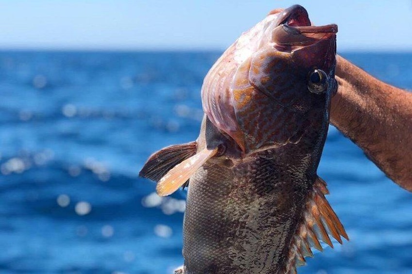 Morning Fishing Half Day Charter 2