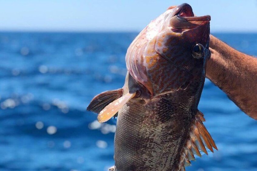 Morning Fishing Half Day Charter 2