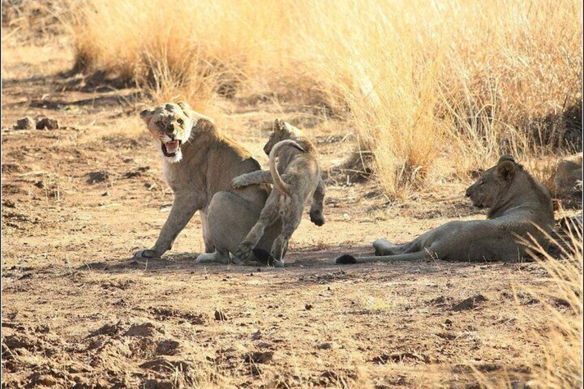 A group of lions in a dry grassland with one lion standing and two others lying down. 2