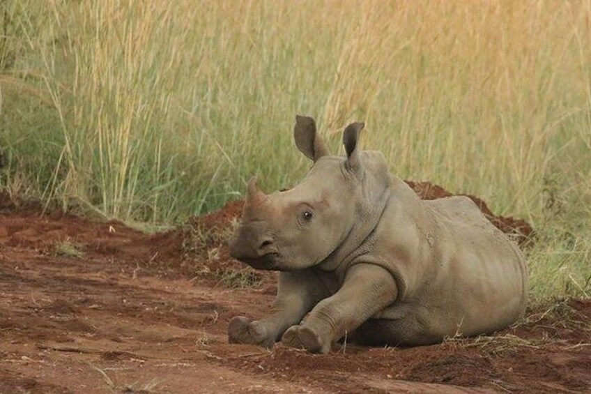 Baby Rhino in the mud 4