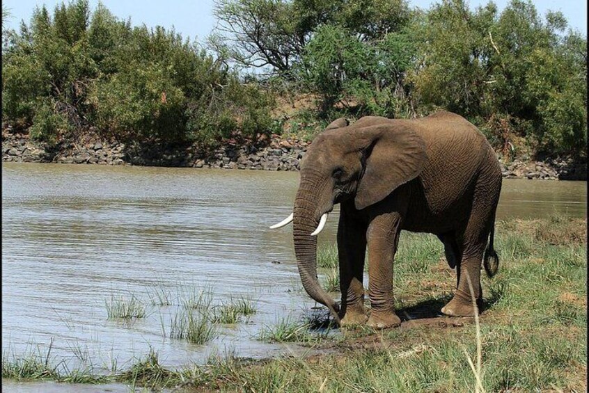 Tilodi Dam with lone bull ellie drinking. 5