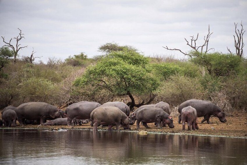 Hippo at Kruger National Park 2