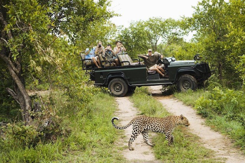 Kruger National Park Safari 1