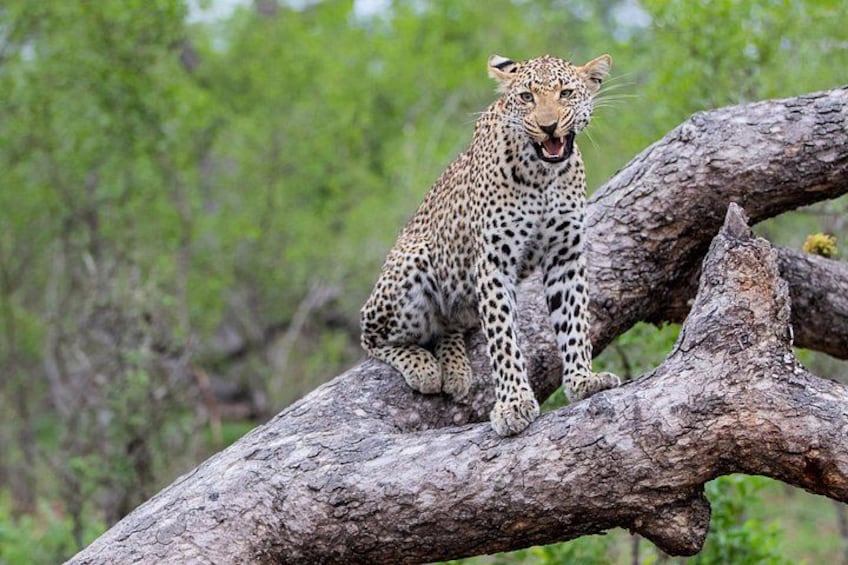 Leopard Kruger National Park 3