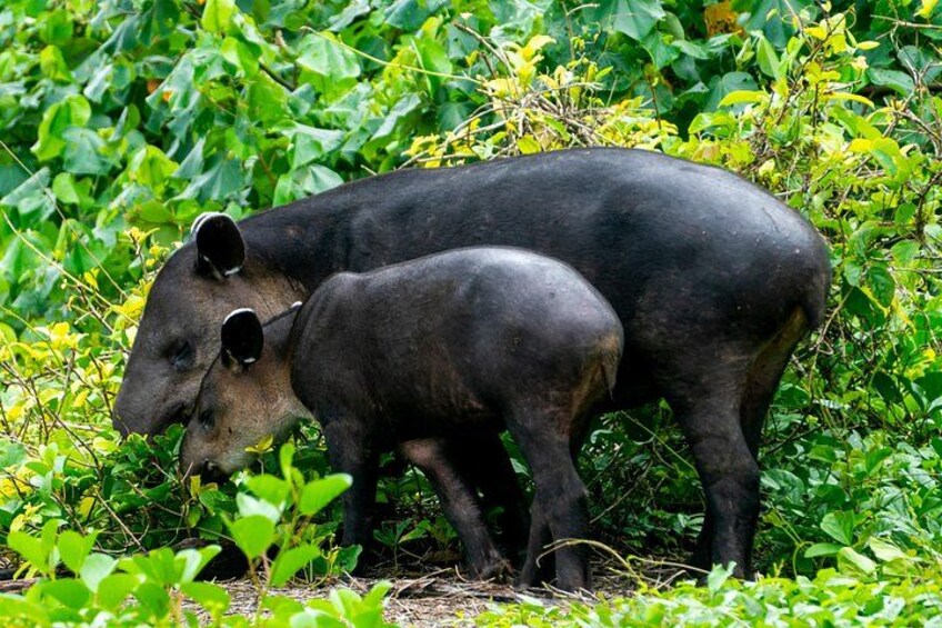 Corcovado and Drake Bay 2-Day Small-Group Safari Guided Tour 2