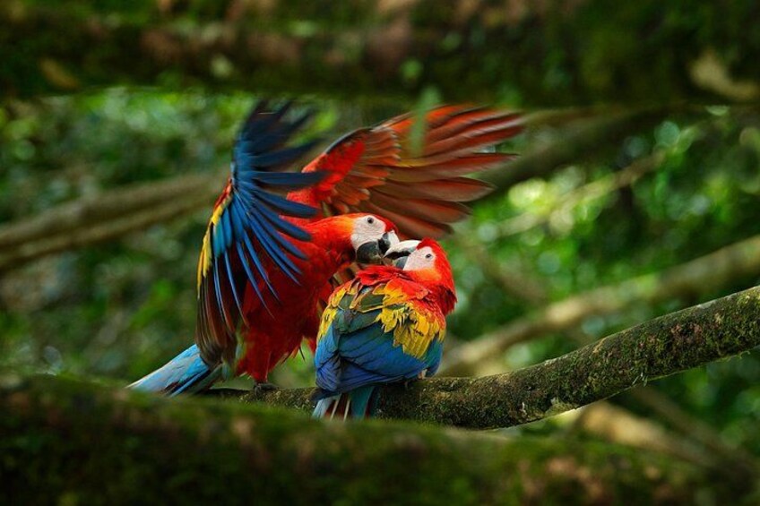 Deux oiseaux aux couleurs vives perchés sur une branche, dans un environnement verdoyant et luxuriant. 3