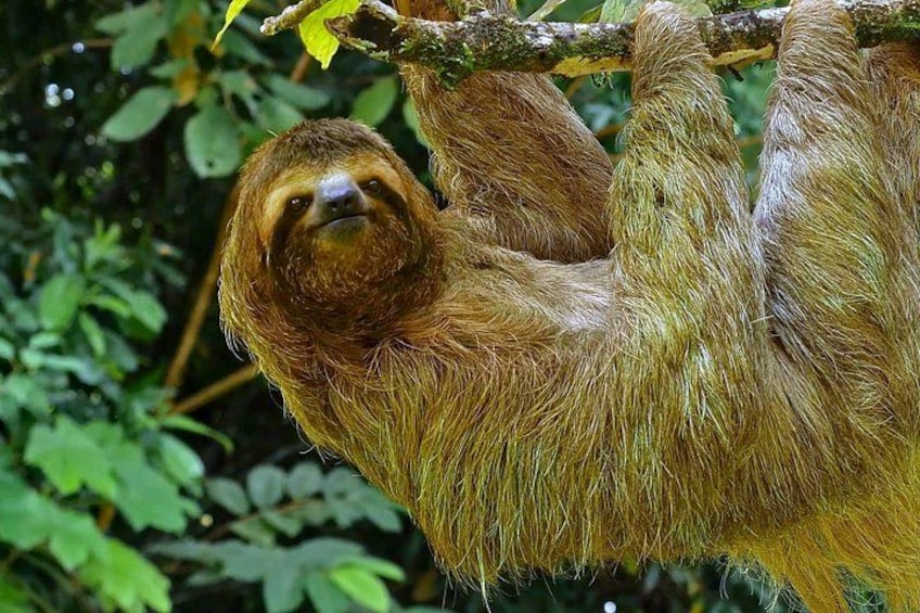 A sloth hanging from a tree branch in a forest. 5