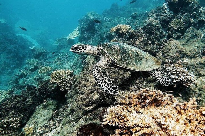 A sea turtle swimming near a coral reef. 1