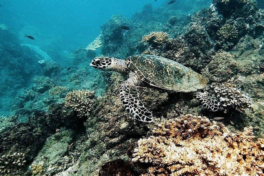 Une tortue de mer nageant près d’un récif corallien. 1