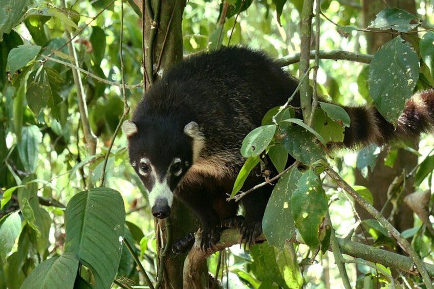 A primate in a dense forest with green foliage and branches. 3