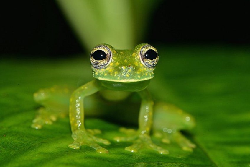 A green frog with large eyes on a leaf. 4