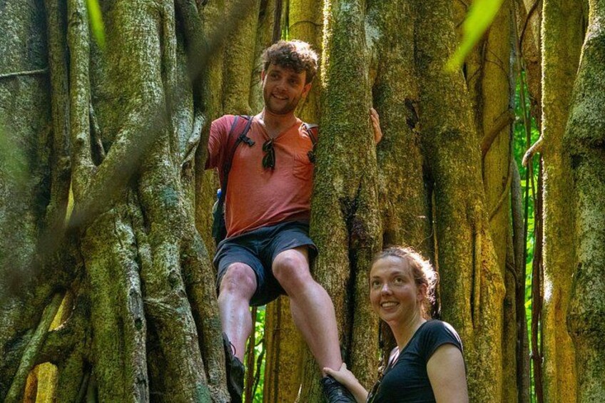 A person climbing a tree with thick, textured bark. 4