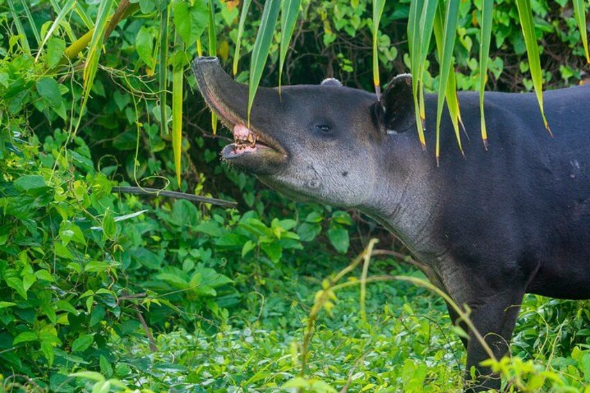 A large black animal with its mouth open, surrounded by green foliage. 3