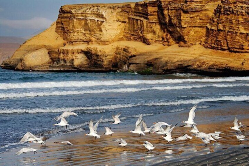 Ballestas Islands & National Reserve of Paracas