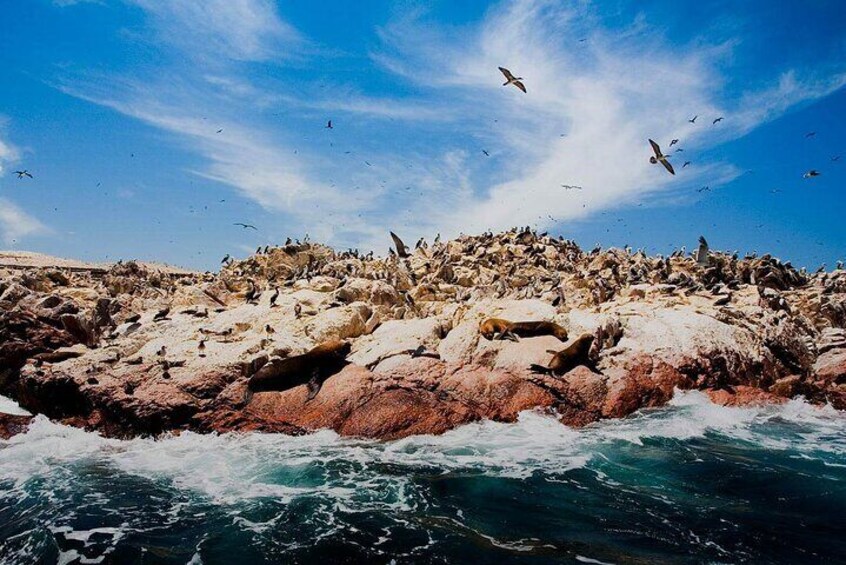 Ballestas Islands & National Reserve of Paracas