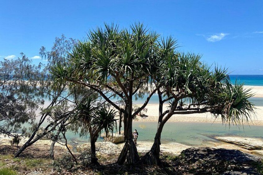 North Stradbroke Island WILDLIFE Adventure Tour from Brisbane 4