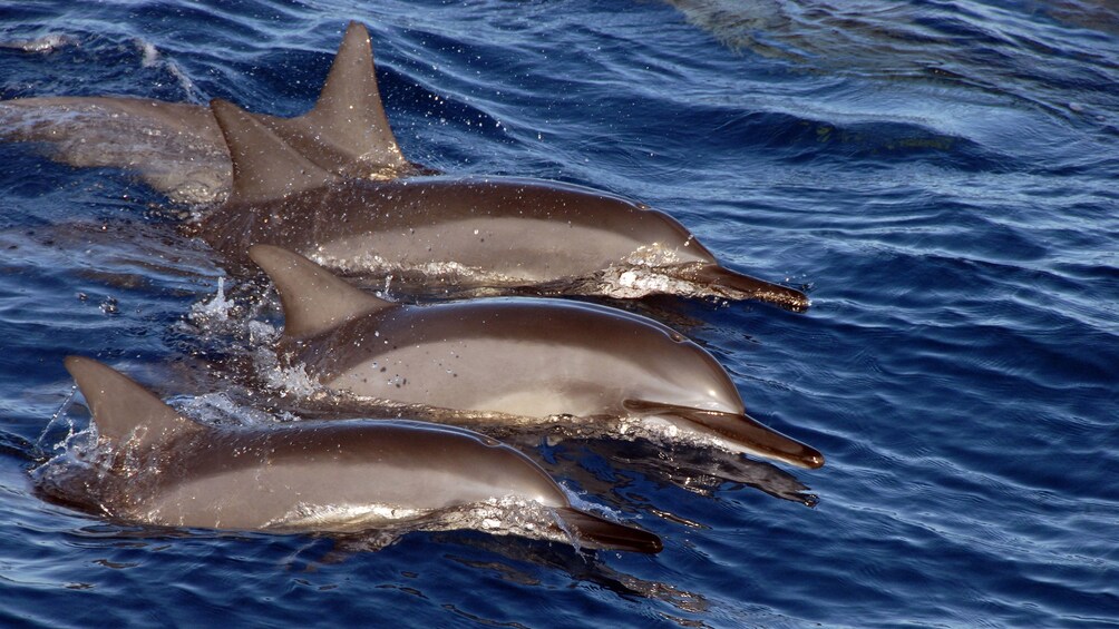 Dolphins in Hawaii 