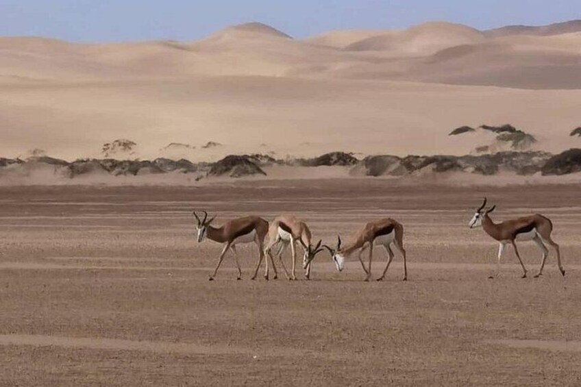 Un groupe d’antilopes dans un paysage désertique, avec des dunes de sable en arrière-plan. 5
