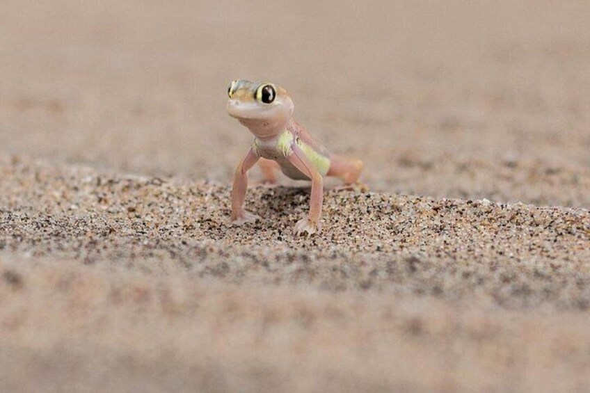Une petite grenouille sur une surface sablonneuse. 3