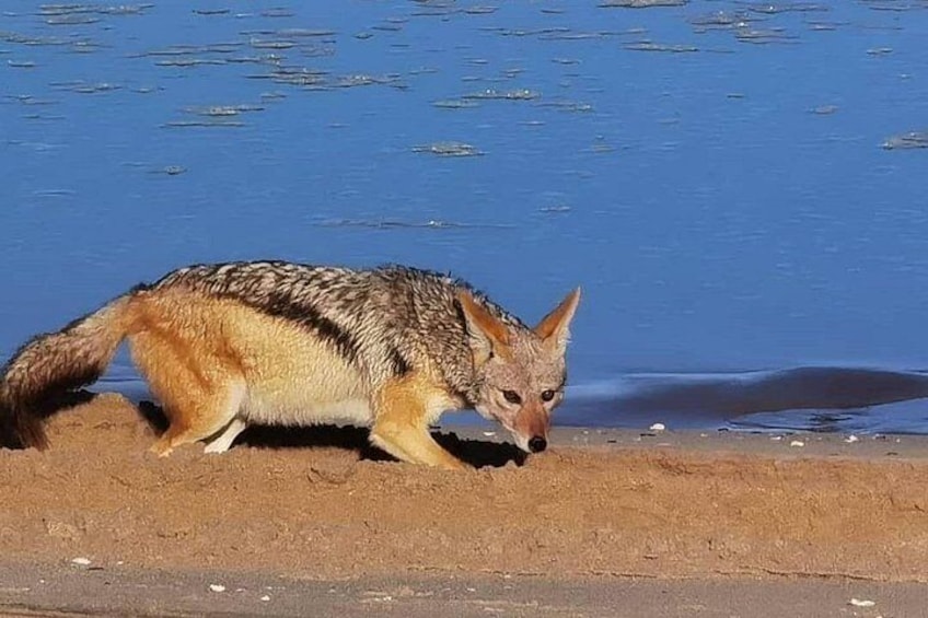 Un coyote marchant sur une plage de sable près d’une étendue d’eau. 4