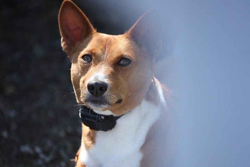 En hund med sort halsbånd. 3