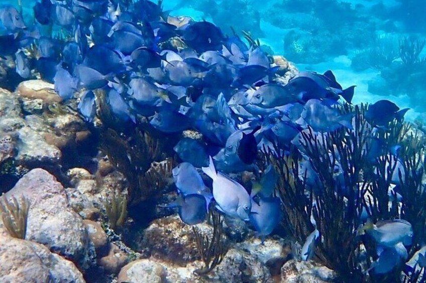 Starfish Point, Stingray City-Sandbar & Coral Gardens 2