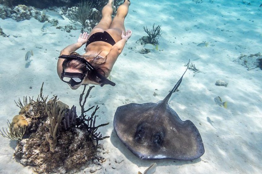Starfish Point, Stingray City-Sandbar & Coral Gardens 3