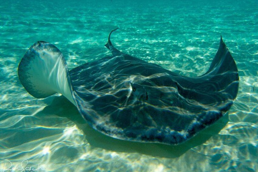 A stingray swimming in clear blue water. 1
