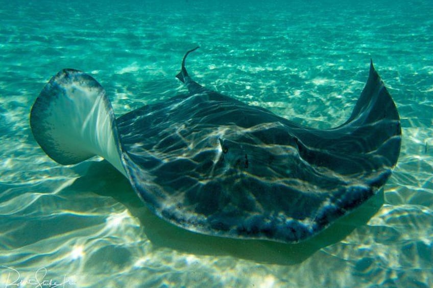 Starfish Point, Stingray City-Sandbar & Coral Gardens 1