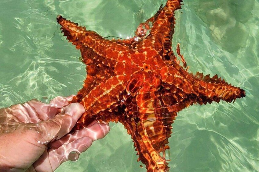 Starfish Point, Stingray City-Sandbar & Coral Gardens 5