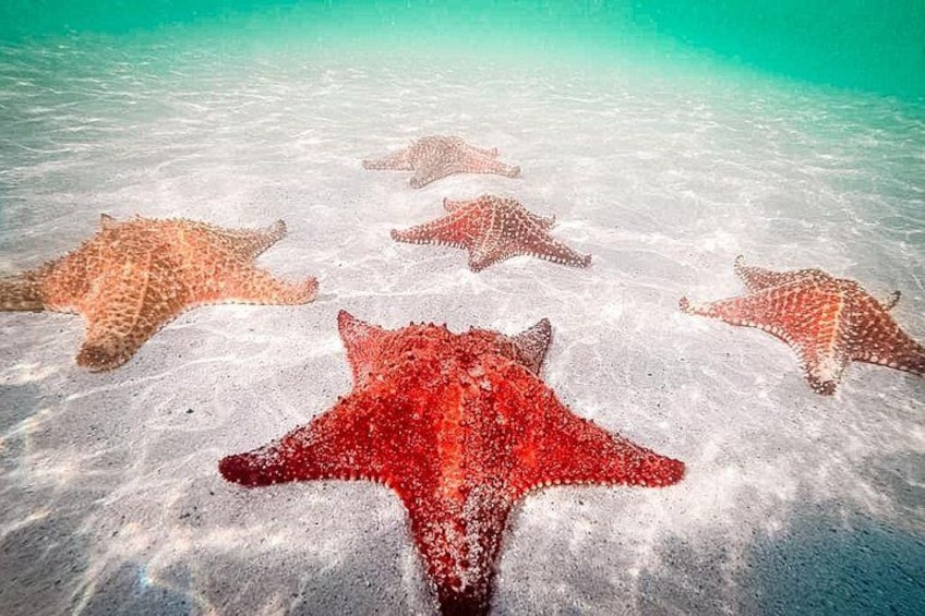 Starfish 2