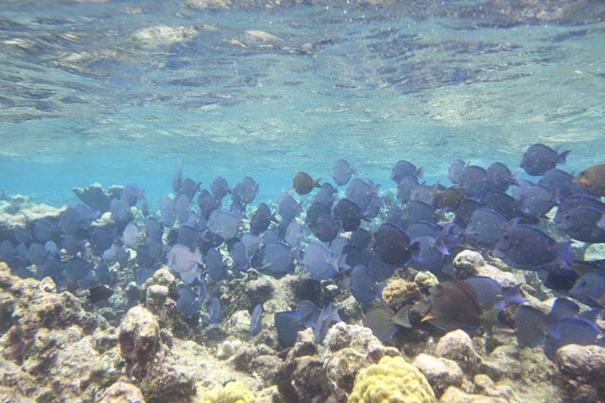 Starfish Point, Stingray City-Sandbar & Coral Gardens 4