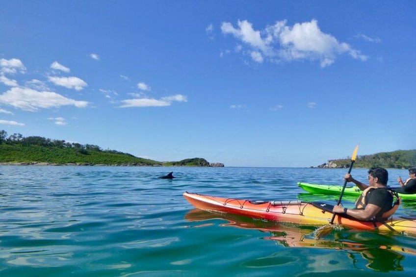 Un kayakiste dans un kayak rouge, sur une eau bleue et calme, avec un dauphin au loin et un kayak vert à proximité. 1