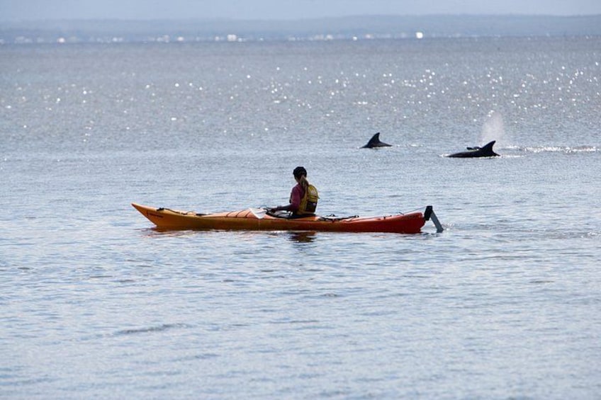 A person in a kayak on calm water with dolphins in the background. 2