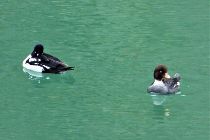 Two ducks swimming in a body of water. 2