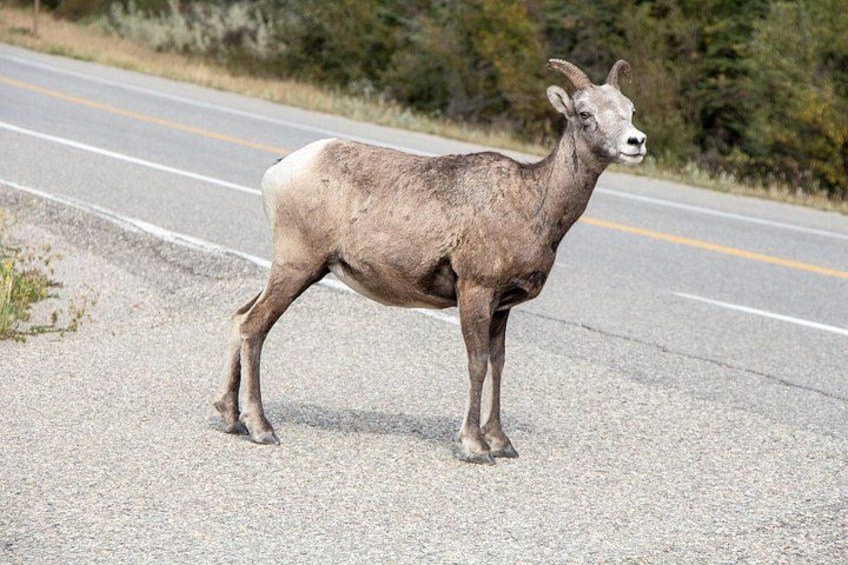 Smartphone Audio Driving Tour between Banff and Calgary 3