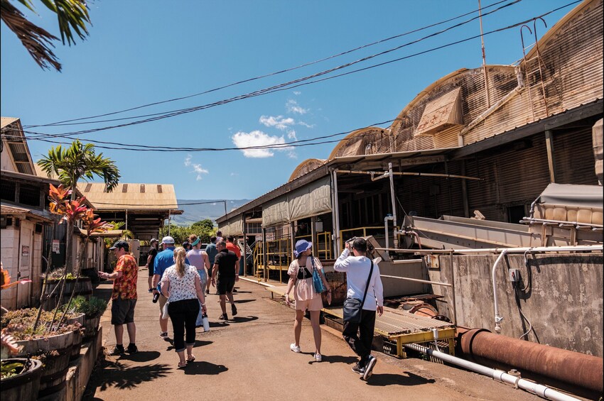 Maui Pineapple Farm Tour