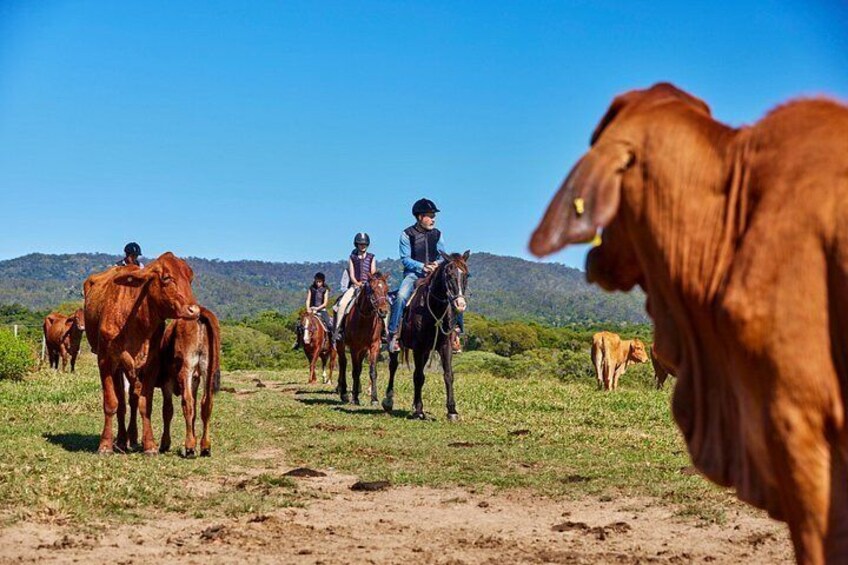 A group of people riding horses in a grassy field with cows in the foreground. 4