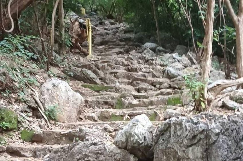 Un sendero pedregoso con escalones, rodeado de árboles y vegetación. 3