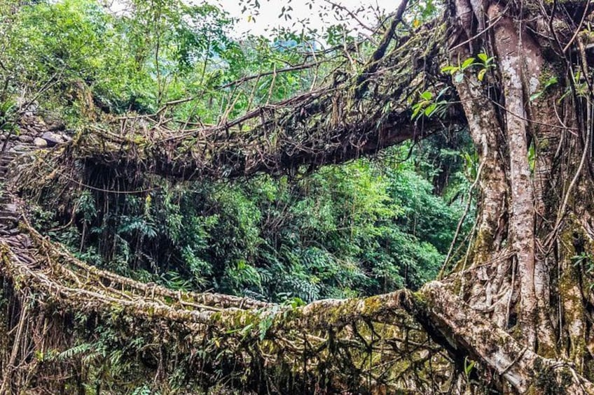 Day Trip to Mawlynnong (Guided Private Sightseeing Experience from Shillong) 1