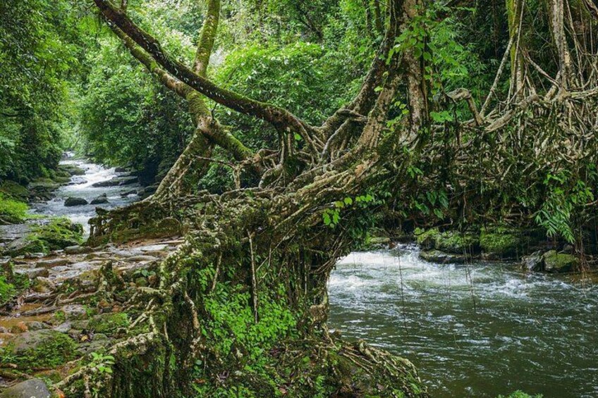 Day Trip to Mawlynnong (Guided Private Sightseeing Experience from Shillong) 2