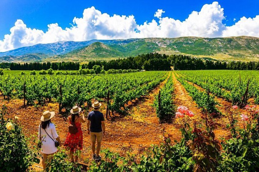 A vineyard with rows of grapevines, a clear sky, and distant mountains. 3